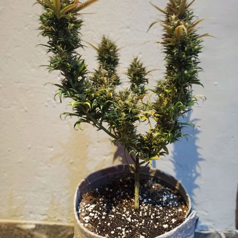 Growlog-Zeitleistenfoto von Unknown strain