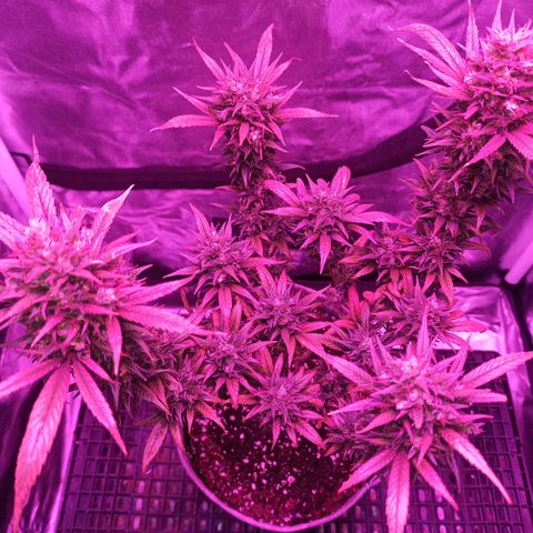 Growlog-Zeitleistenfoto von Unknown strain