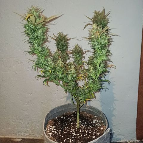 Growlog-Zeitleistenfoto von Unknown strain