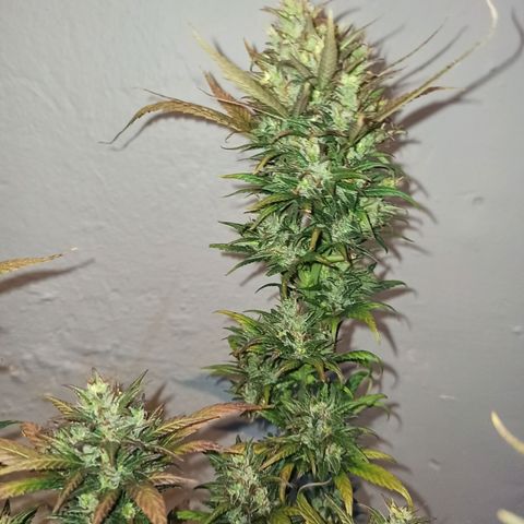 Growlog-Zeitleistenfoto von Unknown strain