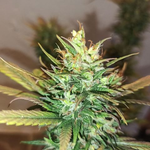 Growlog-Zeitleistenfoto von Unknown strain
