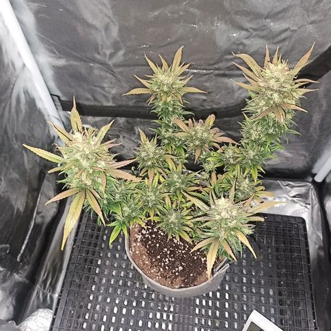 Growlog-Zeitleistenfoto von Unknown strain