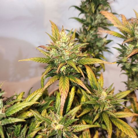 Growlog-Zeitleistenfoto von Unknown strain