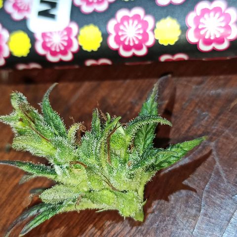 Growlog-Zeitleistenfoto von Unknown strain