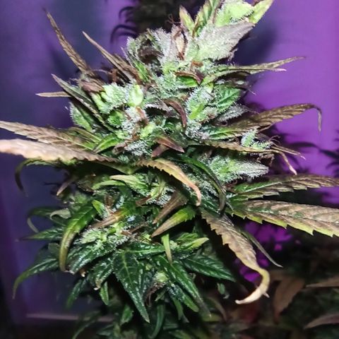 Growlog-Zeitleistenfoto von Unknown strain