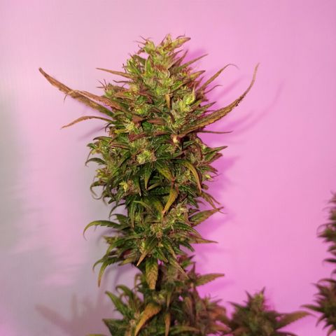 Growlog-Zeitleistenfoto von Unknown strain