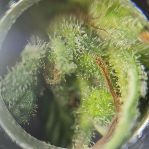 Growlog-Zeitleistenfoto von Unknown strain