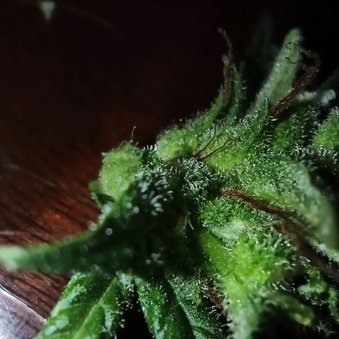 Growlog-Zeitleistenfoto von Unknown strain