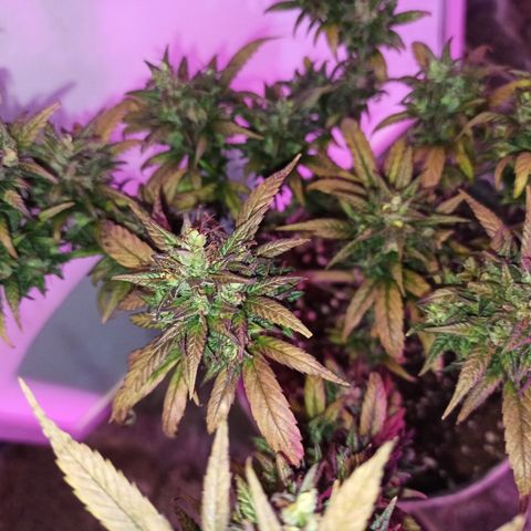 Growlog-Zeitleistenfoto von Unknown strain