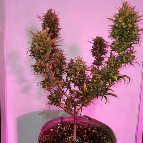 Growlog-Zeitleistenfoto von Unknown strain
