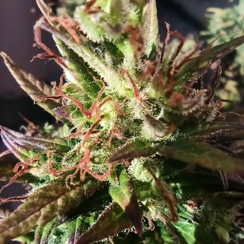 Growlog-Zeitleistenfoto von Unknown strain