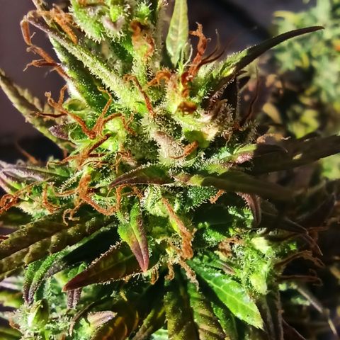 Growlog-Zeitleistenfoto von Unknown strain