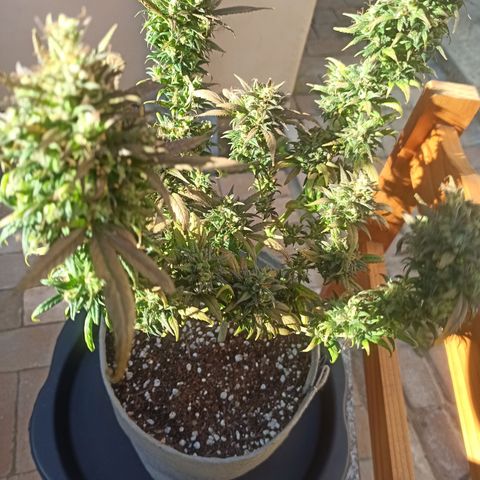 Growlog-Zeitleistenfoto von Unknown strain