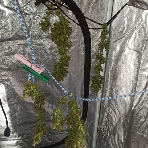 Growlog-Zeitleistenfoto von Unknown strain