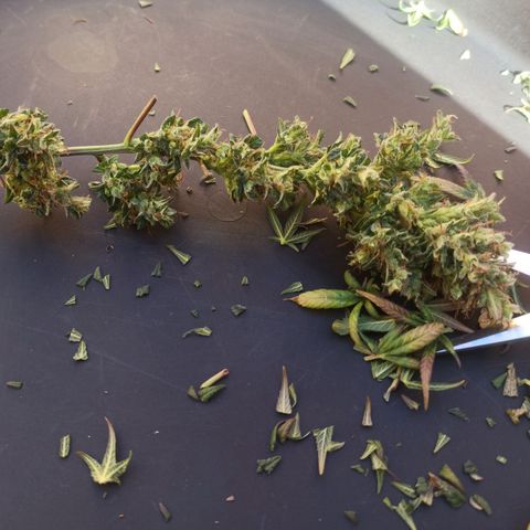 Growlog-Zeitleistenfoto von Unknown strain