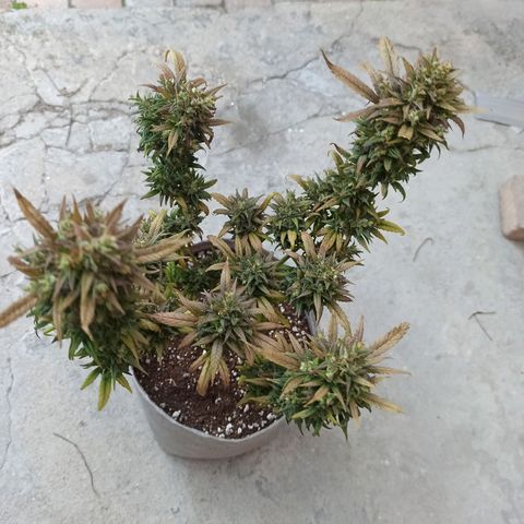 Growlog-Zeitleistenfoto von Unknown strain
