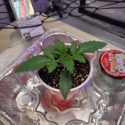 OGRE  growlog photo: Pictures from seedling to transplant to main pot