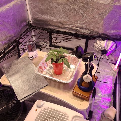 OGRE  growlog photo: Pictures from seedling to transplant to main pot