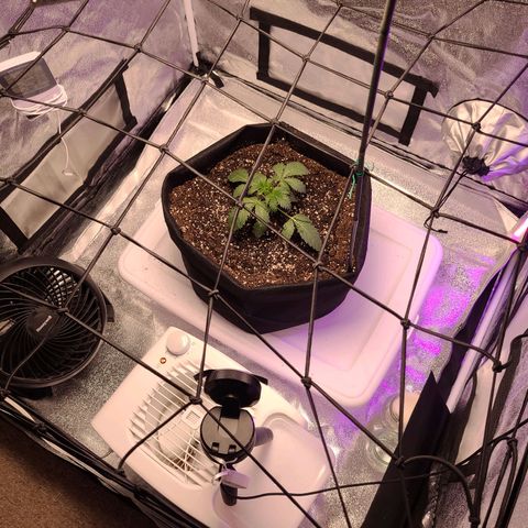 OGRE  growlog photo: Pictures from seedling to transplant to main pot