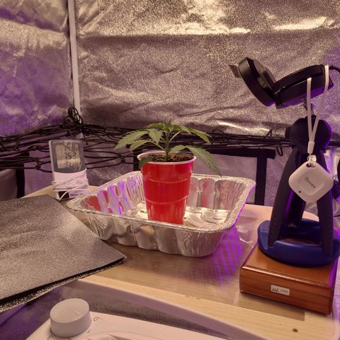 OGRE  growlog photo: Pictures from seedling to transplant to main pot