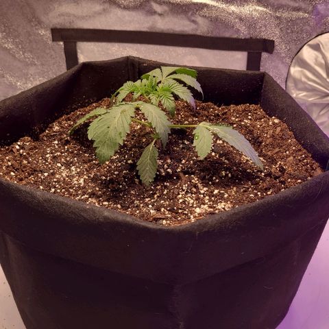 OGRE  growlog photo: Pictures from seedling to transplant to main pot