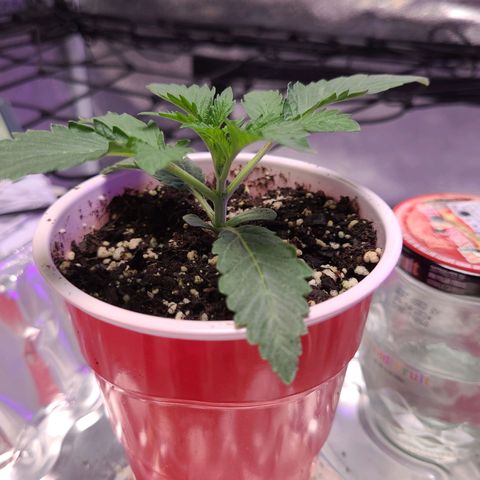 OGRE  growlog photo: Pictures from seedling to transplant to main pot