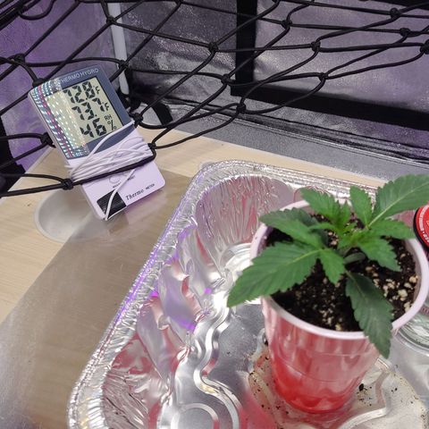 OGRE  growlog photo: Pictures from seedling to transplant to main pot