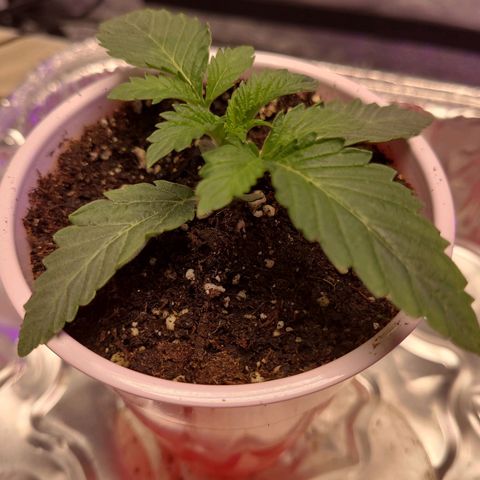 OGRE  growlog photo: Pictures from seedling to transplant to main pot