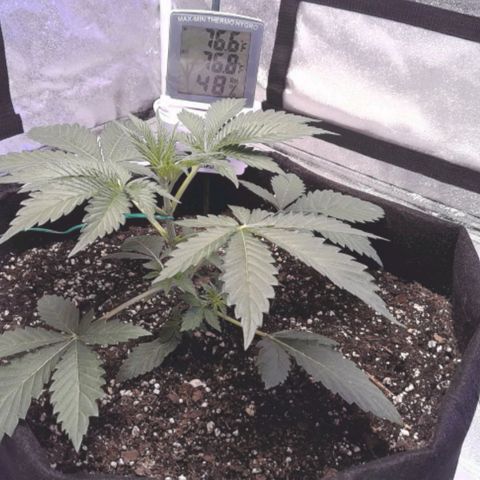 OGRE  growlog photo: 1st tie down - small LST