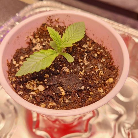 OGRE  growlog photo: More growth pictures.