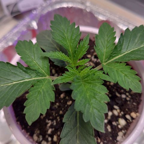 OGRE  growlog photo: More growth pictures.