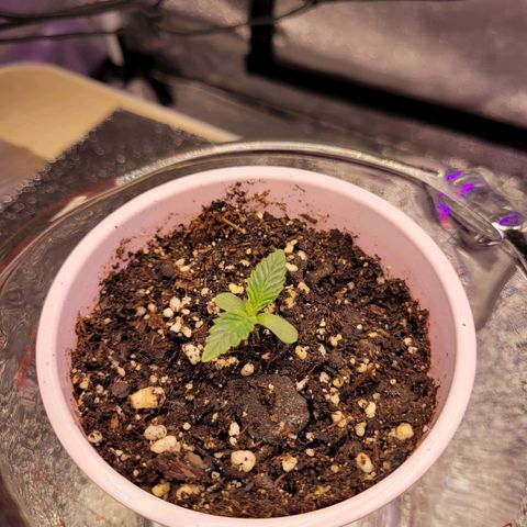 OGRE  growlog photo: More growth pictures.