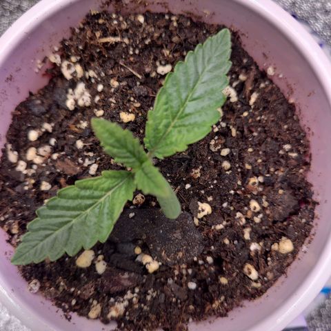 OGRE  growlog photo: More growth pictures.