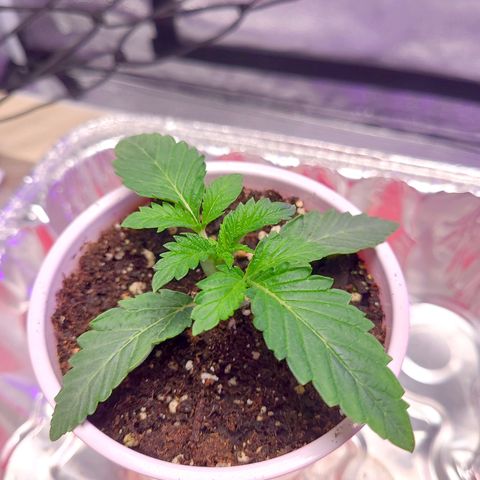 OGRE  growlog photo: More growth pictures.