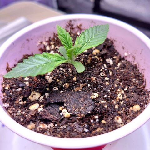 OGRE  growlog photo: More growth pictures.