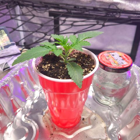 OGRE  growlog photo: More growth pictures.