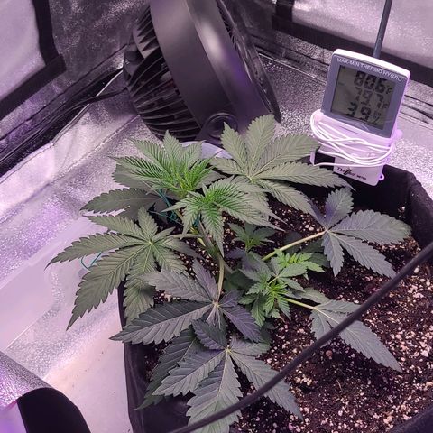 OGRE  growlog timeline photo