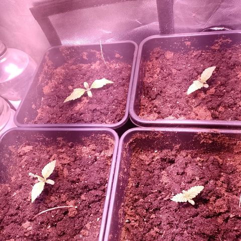Think Big growlog timeline photo