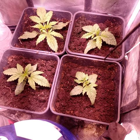 Think Big growlog timeline photo