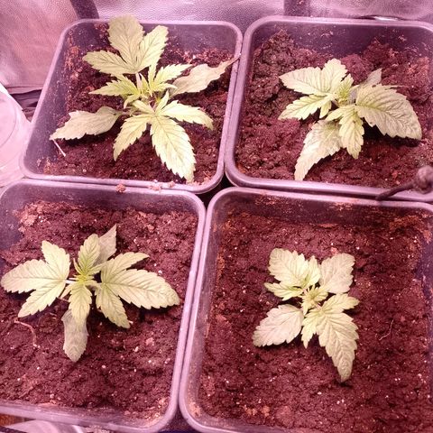 Think Big growlog timeline photo