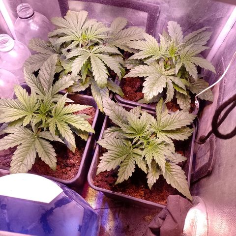 Think Big growlog timeline photo