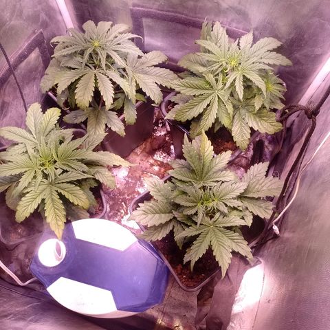 Think Big growlog timeline photo