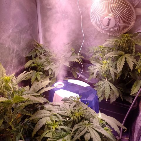 Think Big growlog timeline photo