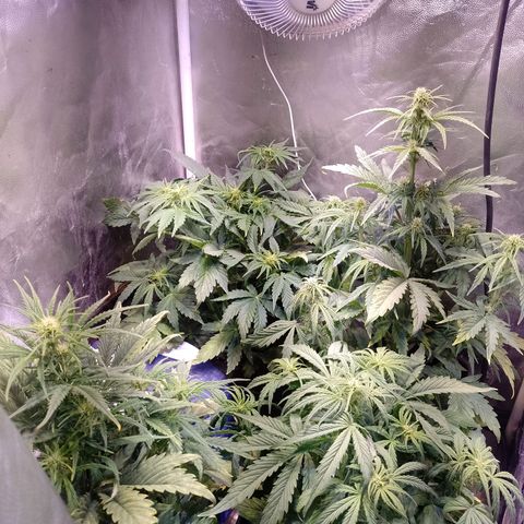 Think Big growlog timeline photo