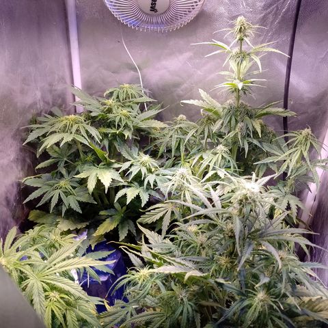 Think Big growlog timeline photo