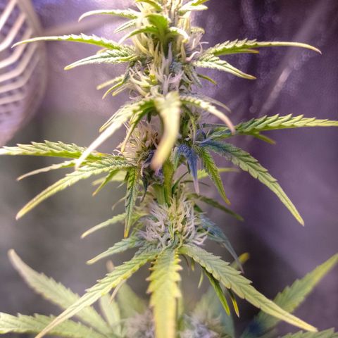 Think Big growlog timeline photo