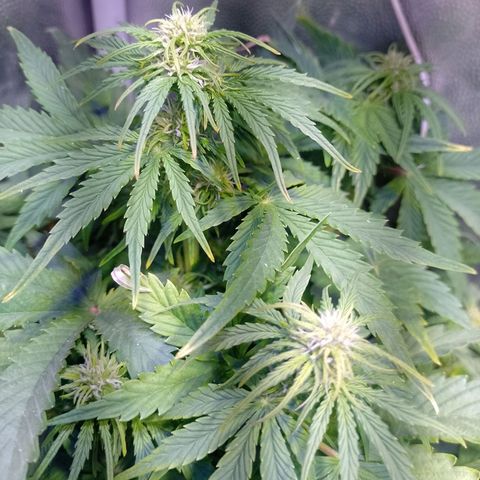 Think Big growlog timeline photo