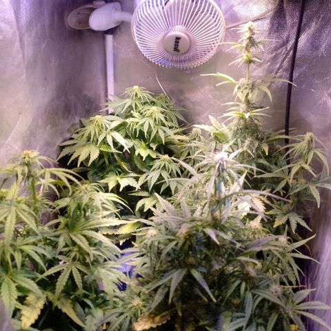 Think Big growlog timeline photo