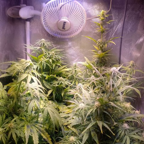 Think Big growlog timeline photo
