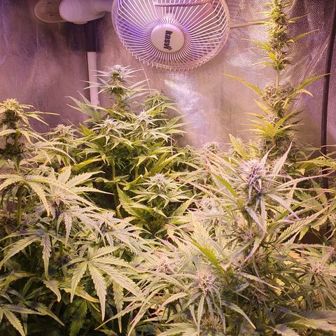 Think Big growlog timeline photo